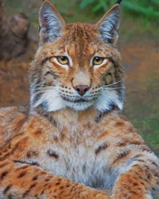 Bobcat paint by numbers