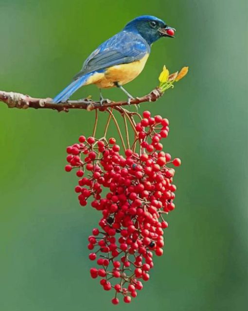 Blue And Yellow Singing Bird Paint by numbers