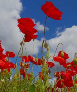 Corn Poppy paint by numbers