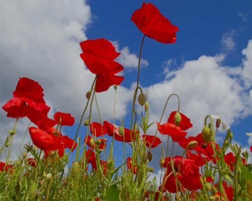 Corn Poppy paint by numbers