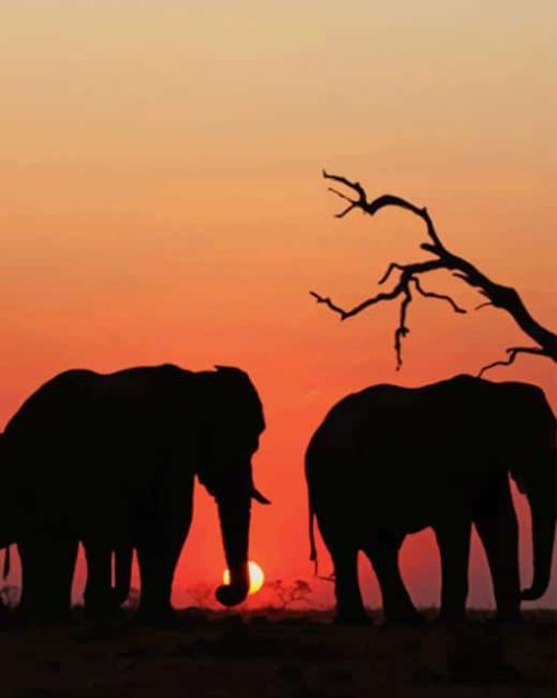 Elephants Sunset paint by numbers