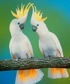 White Cockatoos Paint by numbers