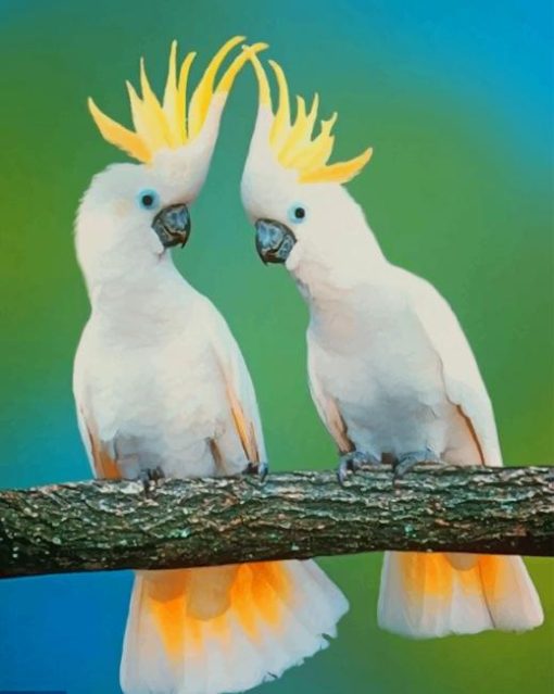 White Cockatoos Paint by numbers