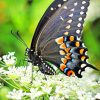 Black Butterfly paint by numbers