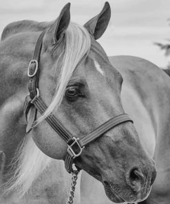 Black And White Horse Paint by numbers