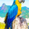 Blue And Yellow Parrot paint by numbers