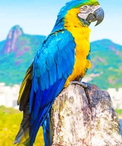 Blue And Yellow Parrot paint by numbers