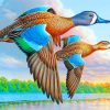 Blue Winged Teal Paint by numbers