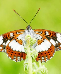 Brown White Butterfly paint by numbers