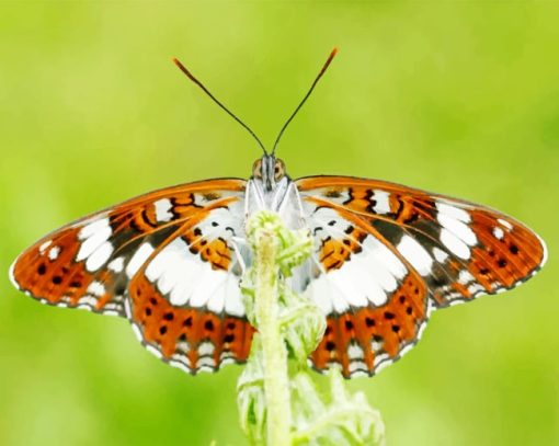 Brown White Butterfly paint by numbers