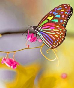 Colored Wings Butterfly paint by numbers