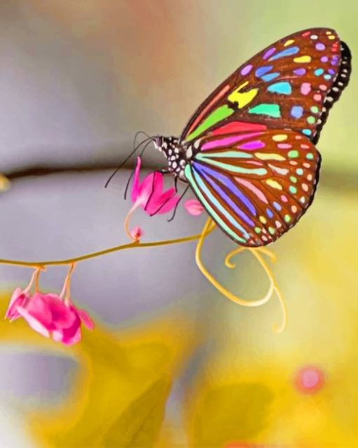 Colored Wings Butterfly paint by numbers