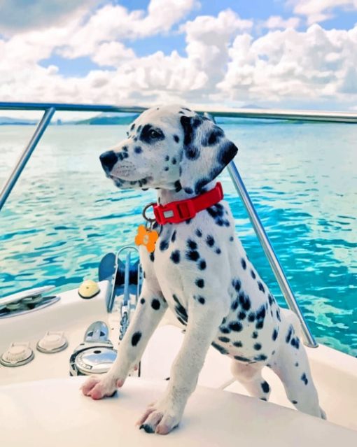 Dalmatian On Boat paint by numbers