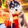 Dog Wearing Glasses paint by numbers