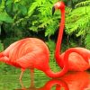 Flamingos Bird paint by numbers