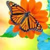 Orange And Black Butterfly paint by numbers