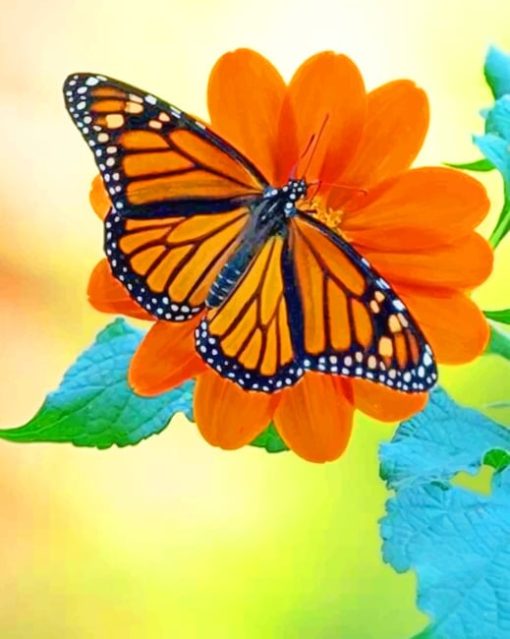 Orange And Black Butterfly paint by numbers