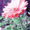 Pink Daisy paint by numbers