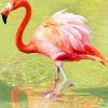 Red Flamingo paint by numbers