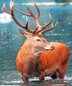 Red Deer paint by numbers