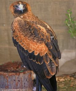 Wedge Tailed Eagle paint by numbers