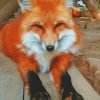 Adorable Fox Paint by numbers