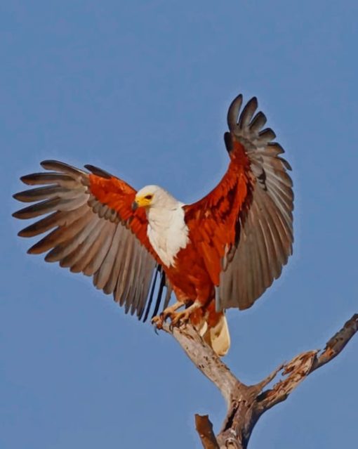 African Fish Eagle paint by numbers