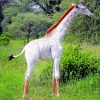 Albino Giraffe paint by numbers