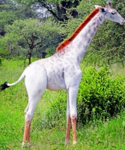 Albino Giraffe paint by numbers