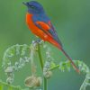 American Redstart Bird paint by numbers