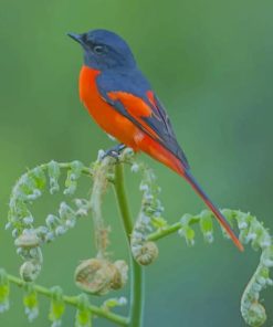 American Redstart Bird paint by numbers