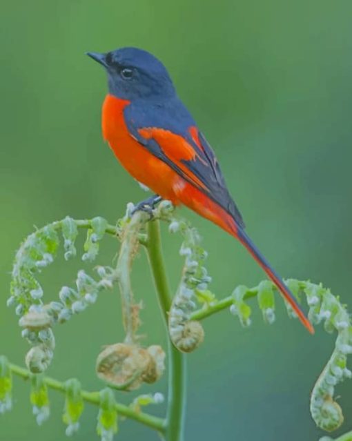 American Redstart Bird paint by numbers