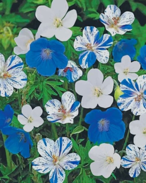 Blue And White Hardy Geranium Paint by numbers