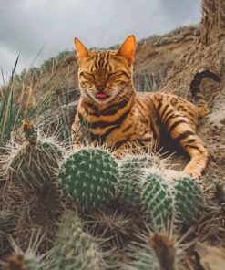 Bengal Cat And Cactus Paint by numbers