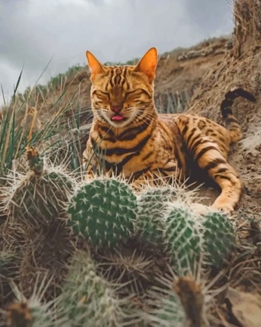 Bengal Cat And Cactus Paint by numbers