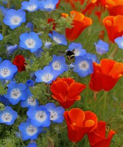 California Poppy Red Chief Flowers paint by numbers