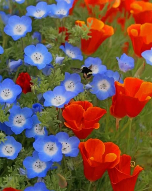 California Poppy Red Chief Flowers paint by numbers