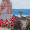 Cat Greece Island paint by numbers