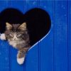 Cat Looking Through Heart Shaped Hole paint by numbers