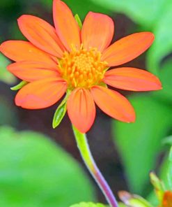 Cosmos Caudatus Flower paint by numbers