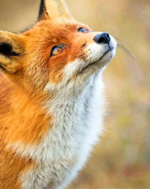 Cute Fox Looking At The Sky paint by numbers