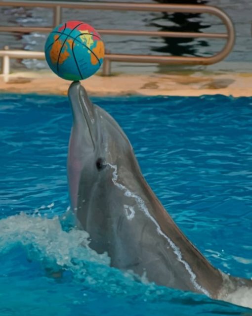 Dolphing Playing With A Ball paint by numbers