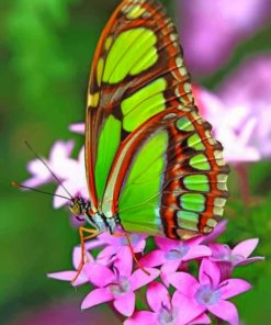 Green Butterfly Paint by numbers