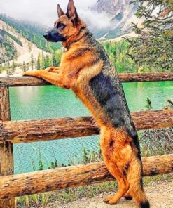 Majestic German Shepherd paint by numbers