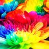 Multicolored Flowers Paint by numbers