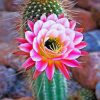 Pink Cactus paint by numbers