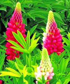 Pink Lupins Paint by numbers