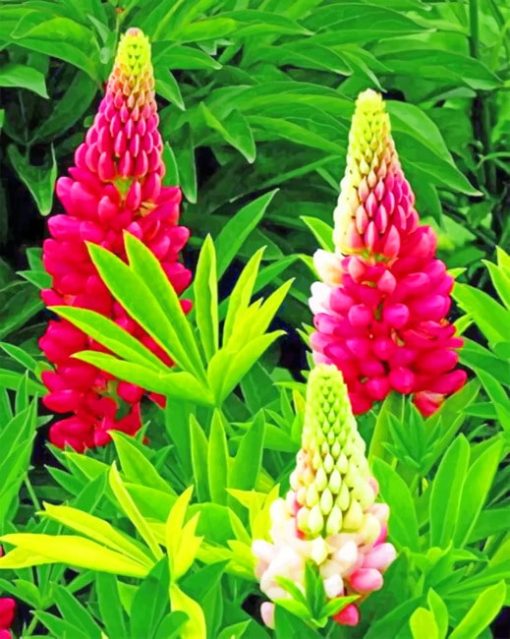 Pink Lupins Paint by numbers