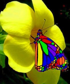 Rainbow real Life Butterfly paint by numbers