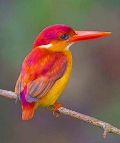 Rufous Backed Kingfisher Bird paint by numbers